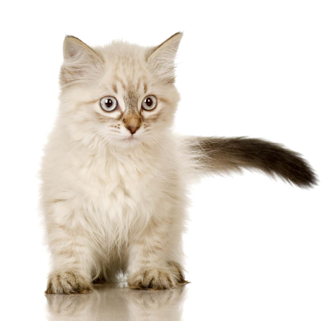 Котенок лицо PNG Image