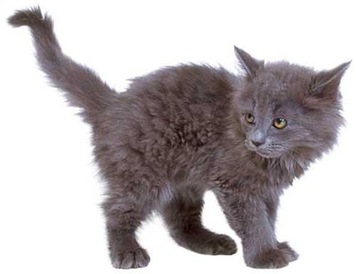 Kitten Free PNG Image