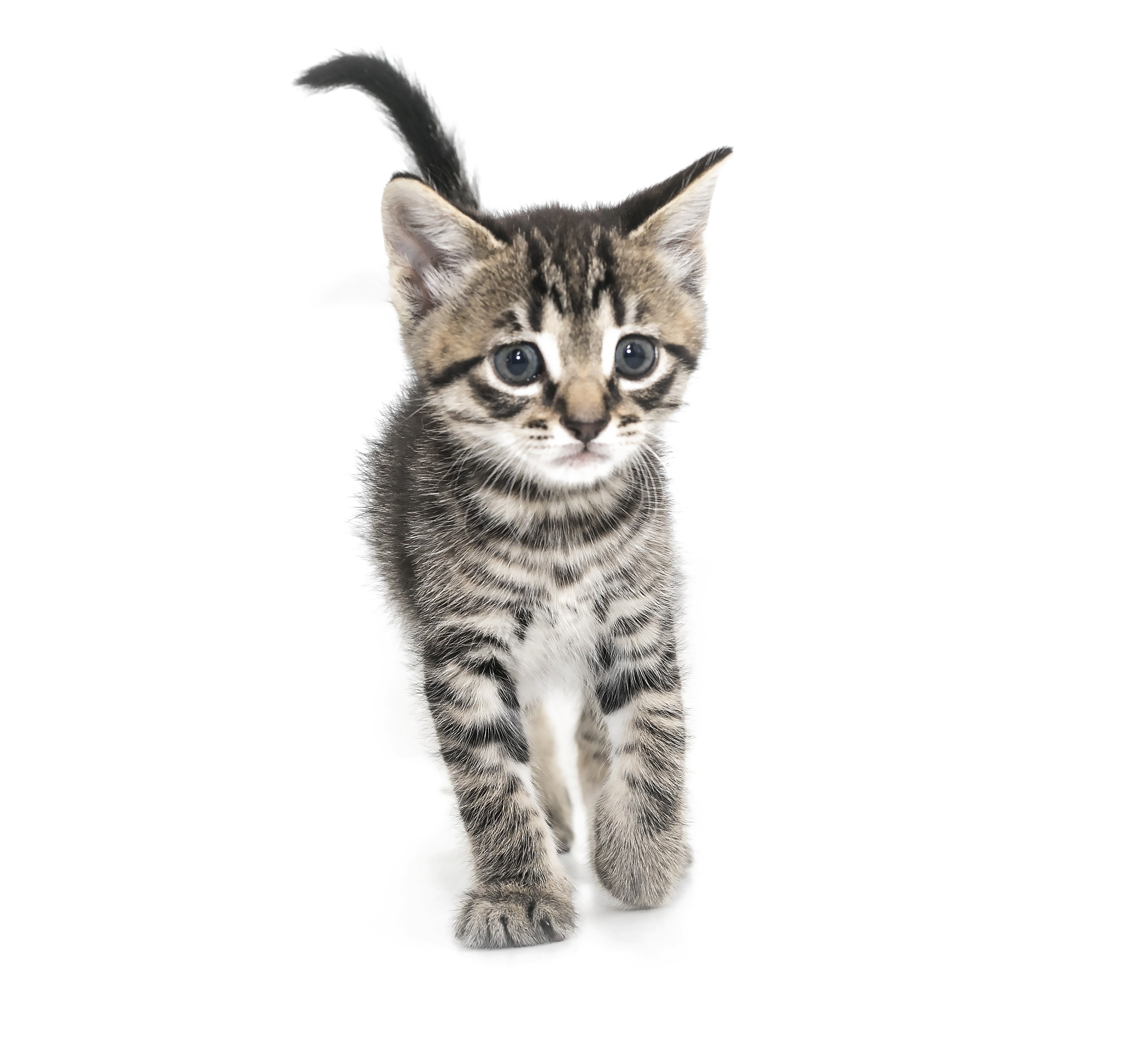 Kitten PNG Download Image