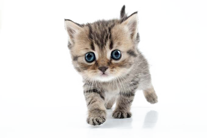 Kitten PNG Photo