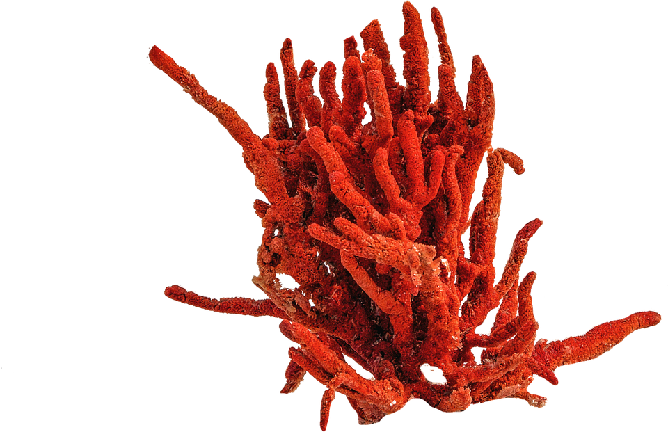 Natural Red Coral Free PNG Image