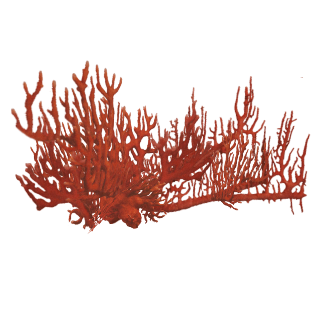 Natural Red Coral PNG Download Image