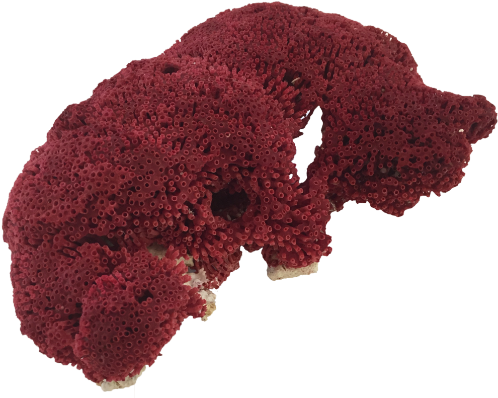 الطبيعية الأحمر المرجان PNG صورة خلفية