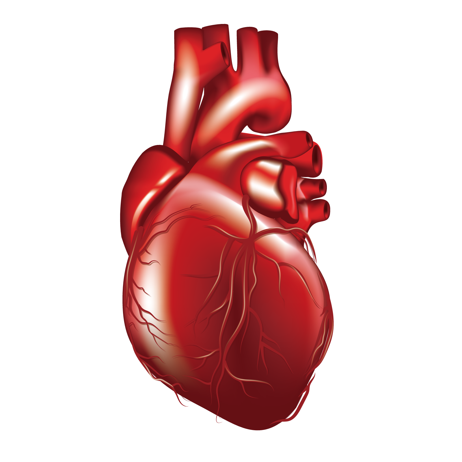 Red Human Heart PNG Download Image