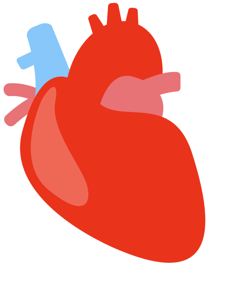 Coração humano vermelho PNG download grátis
