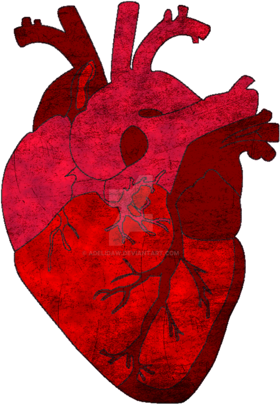 Red Human Heart PNG Image