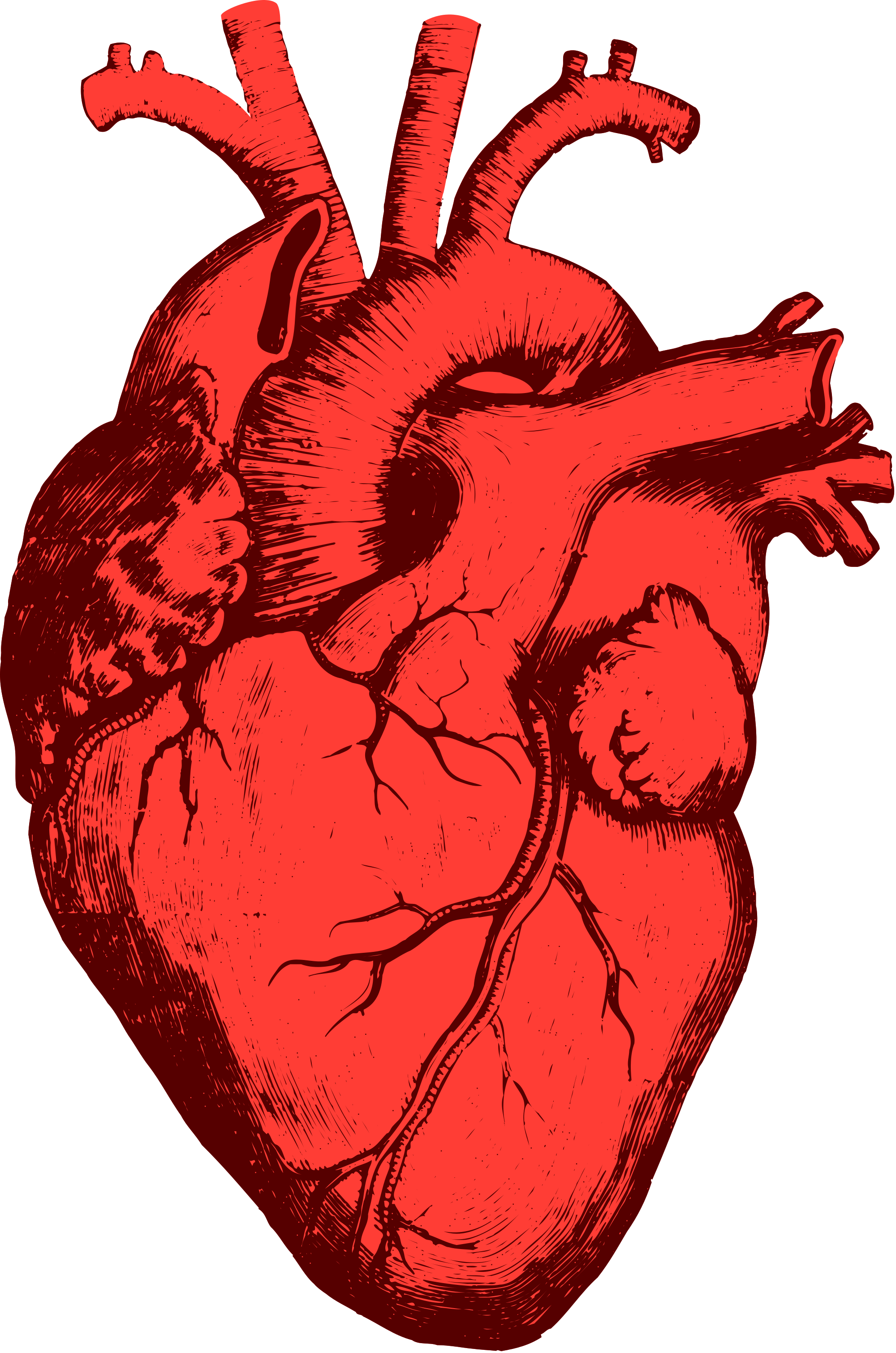 Foto de PNG del corazón humano rojo