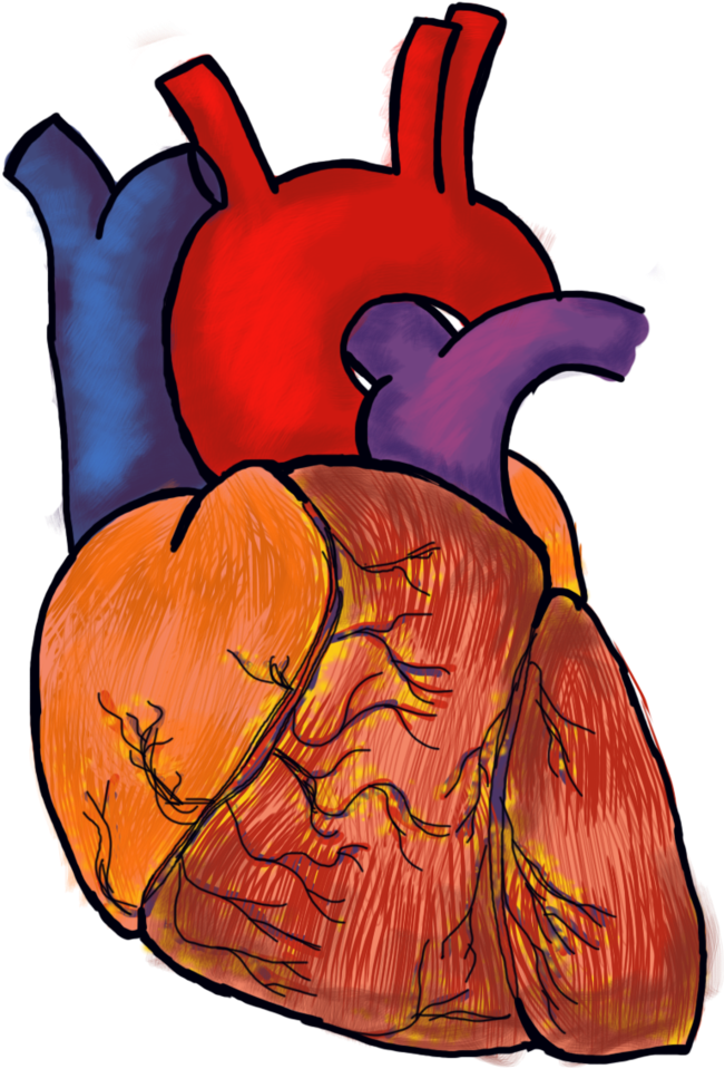 Immagine Trasparente del cuore umano rosso