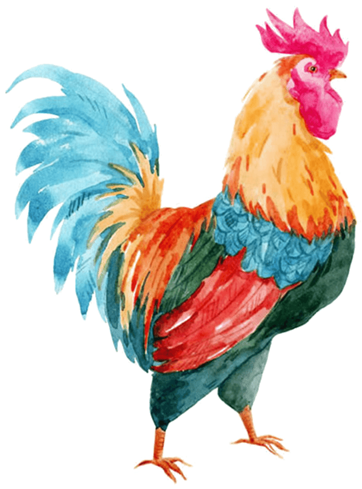 Fondo de imagen PNG de polla gallo