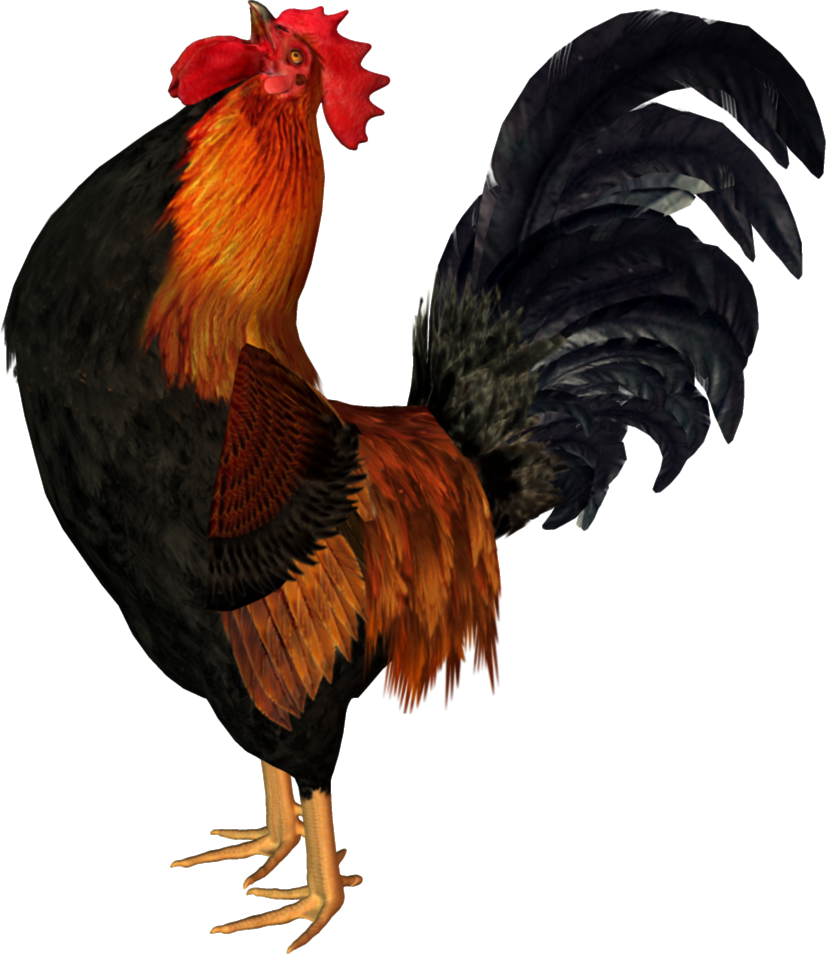 Rooster Cock PNG Image