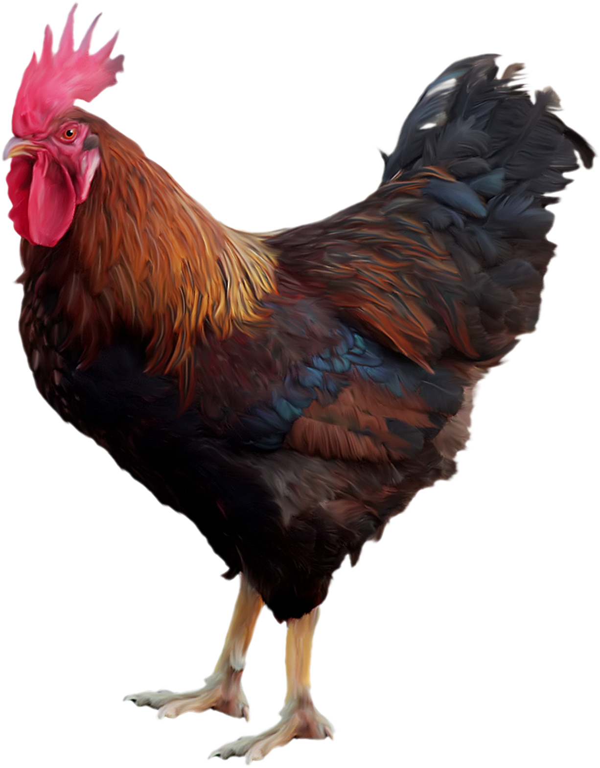 Rooster Cock PNG Photo