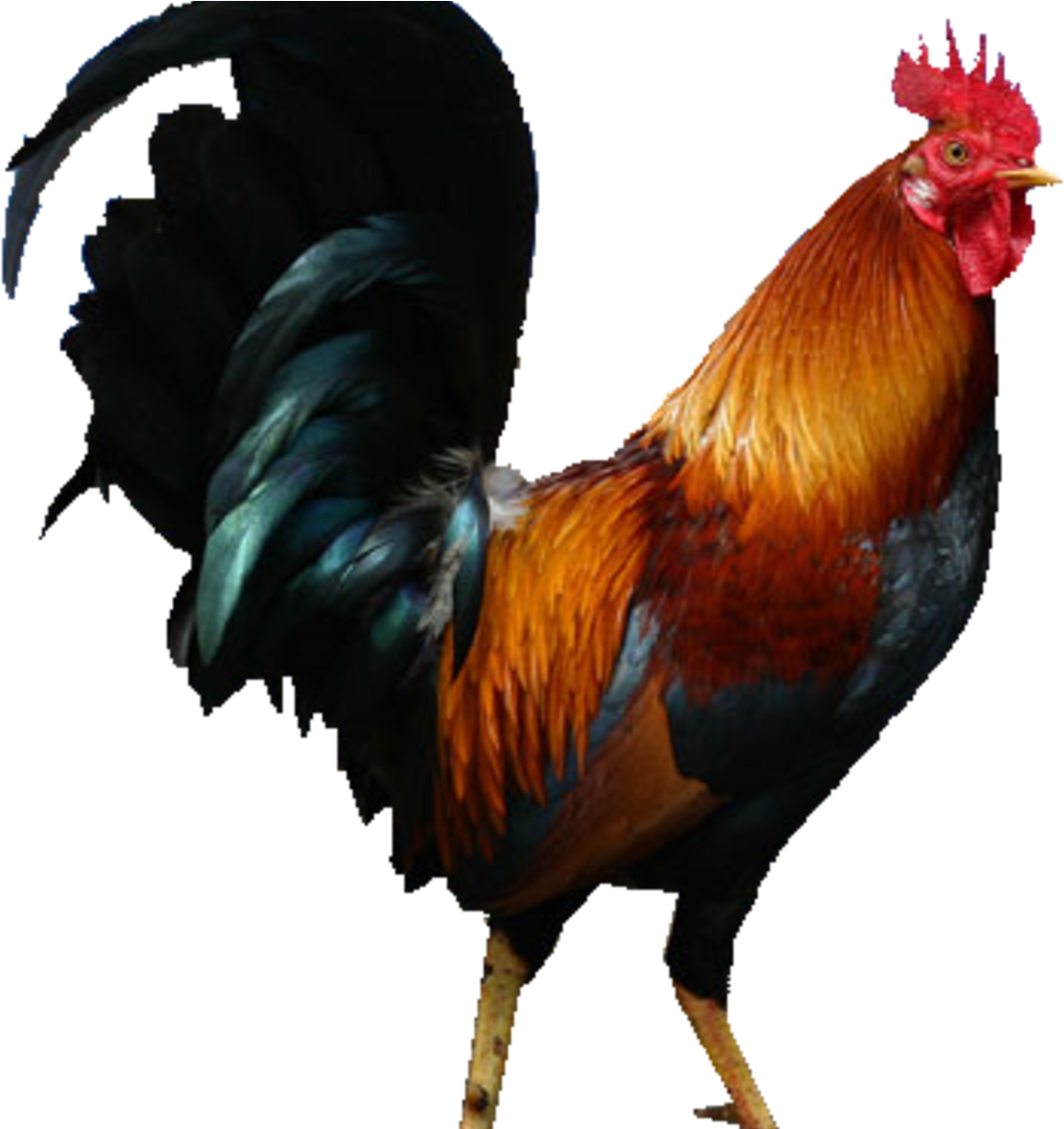 Haan cock PNG Transparant Beeld