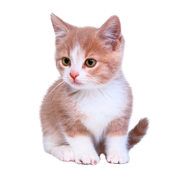 Assis Kitten GRATUIt PNG image