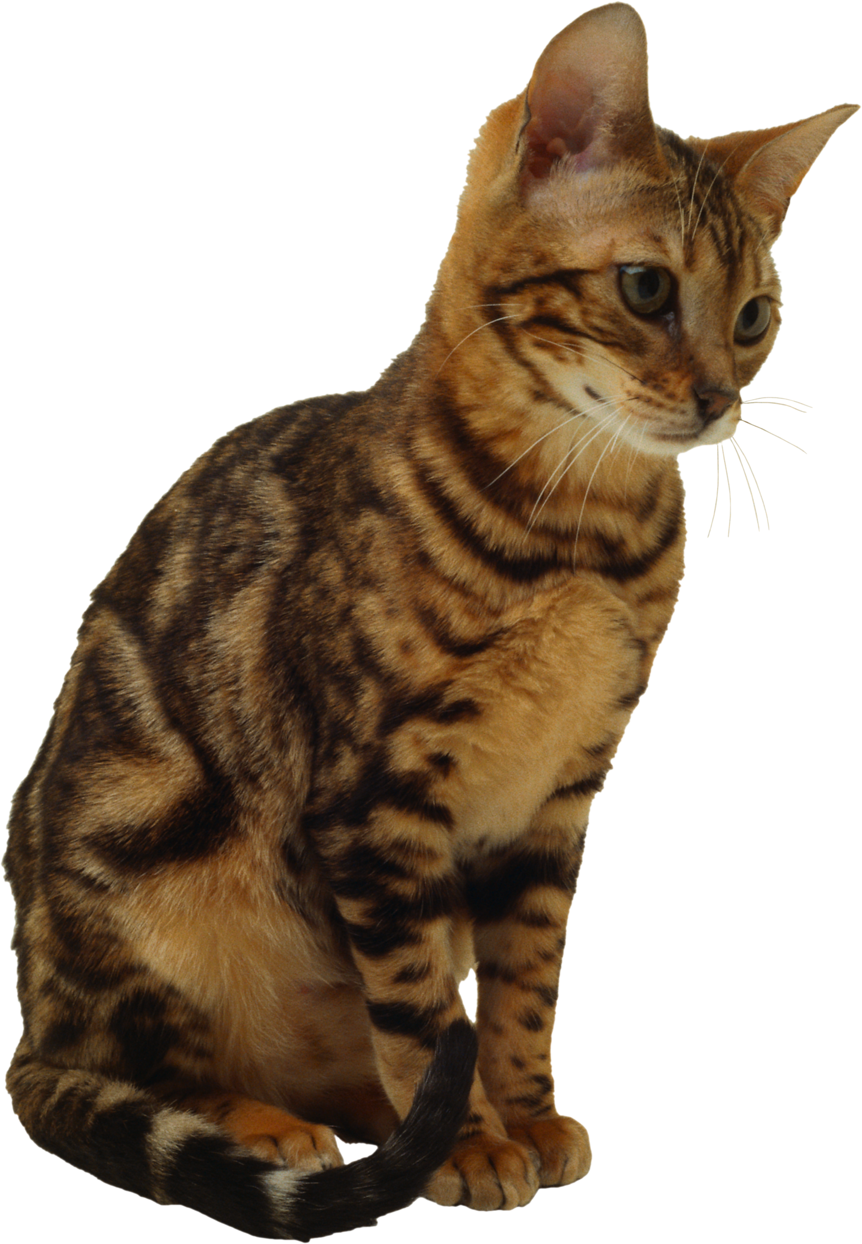 Assis Kitten PNG image