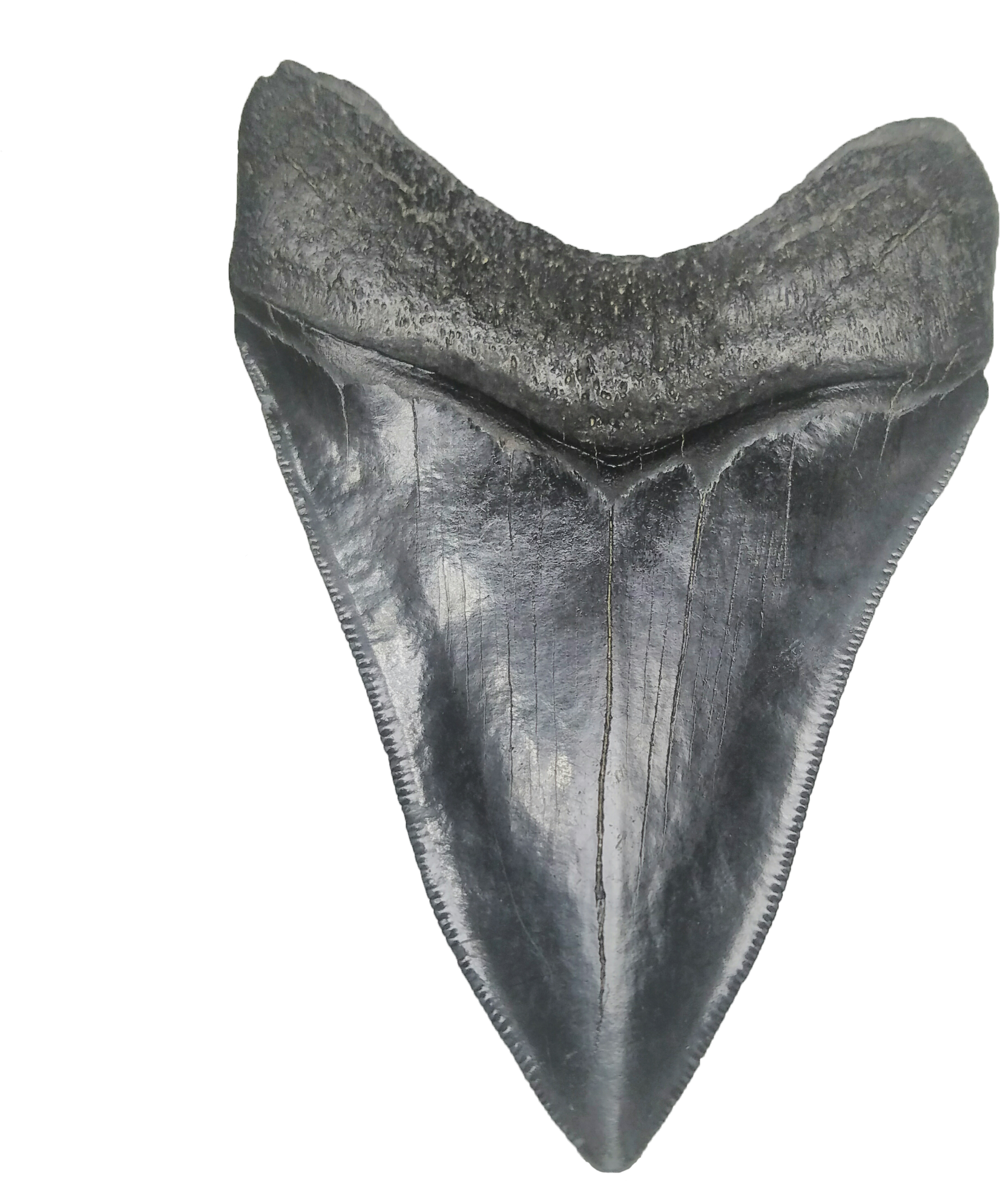 Tooth PNG Download Image
