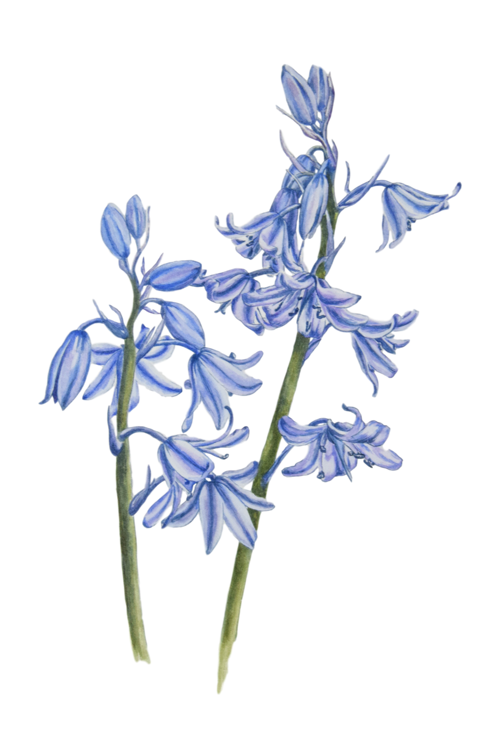 Vector Bluebells PNG Image