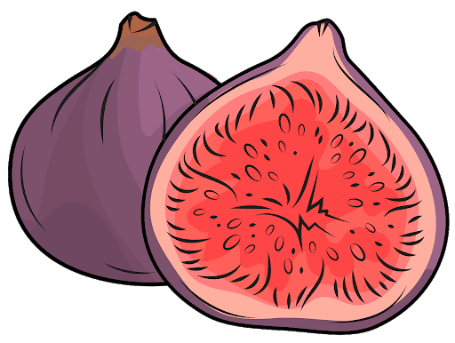 Vector Fig PNG Image