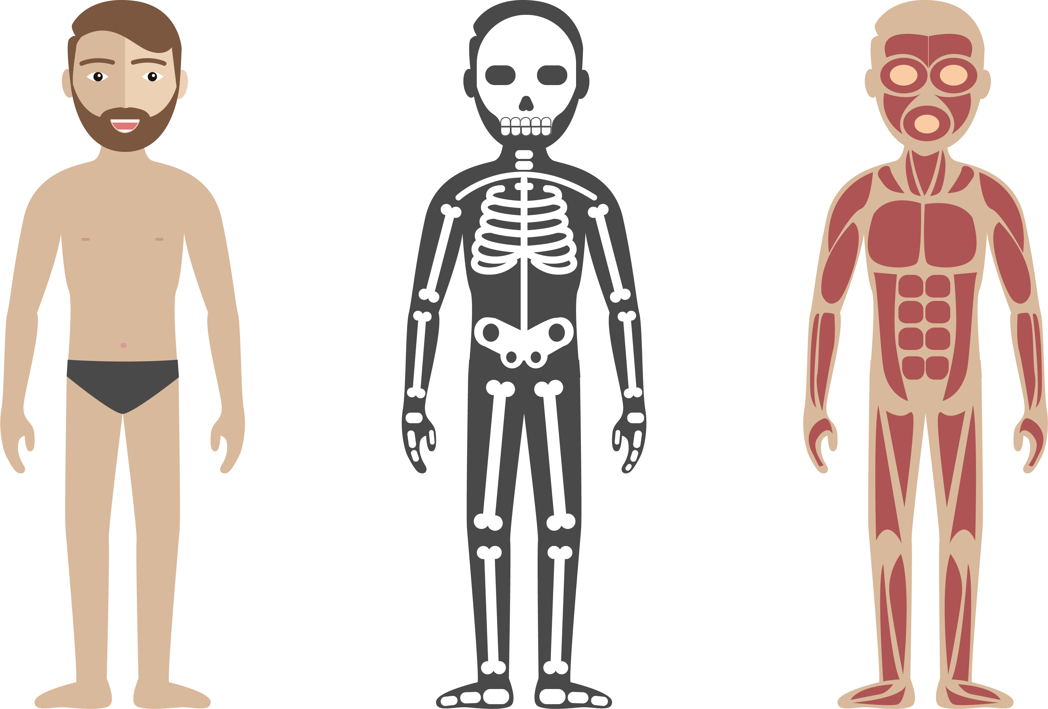 Vektor-menschlicher Körper PNG Hochwertiges Bild
