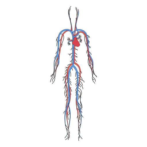Vektor-menschlicher Körper-PNG-Bildhintergrund
