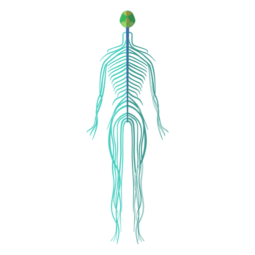 Vektor-menschlicher Körper PNG Transparentes Bild