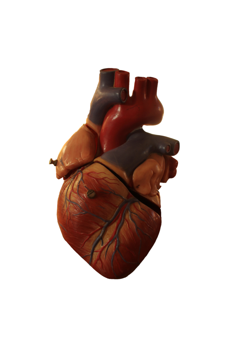 Vector Human Heart Free PNG Image