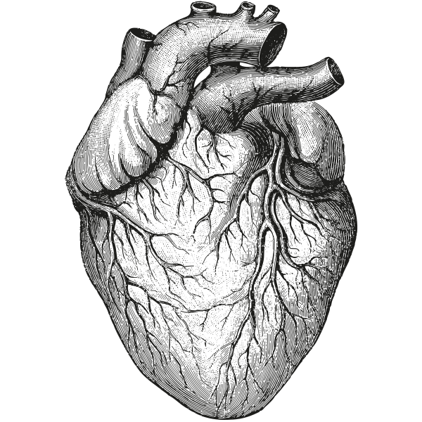 Immagine del PNG del cuore umano di vettore