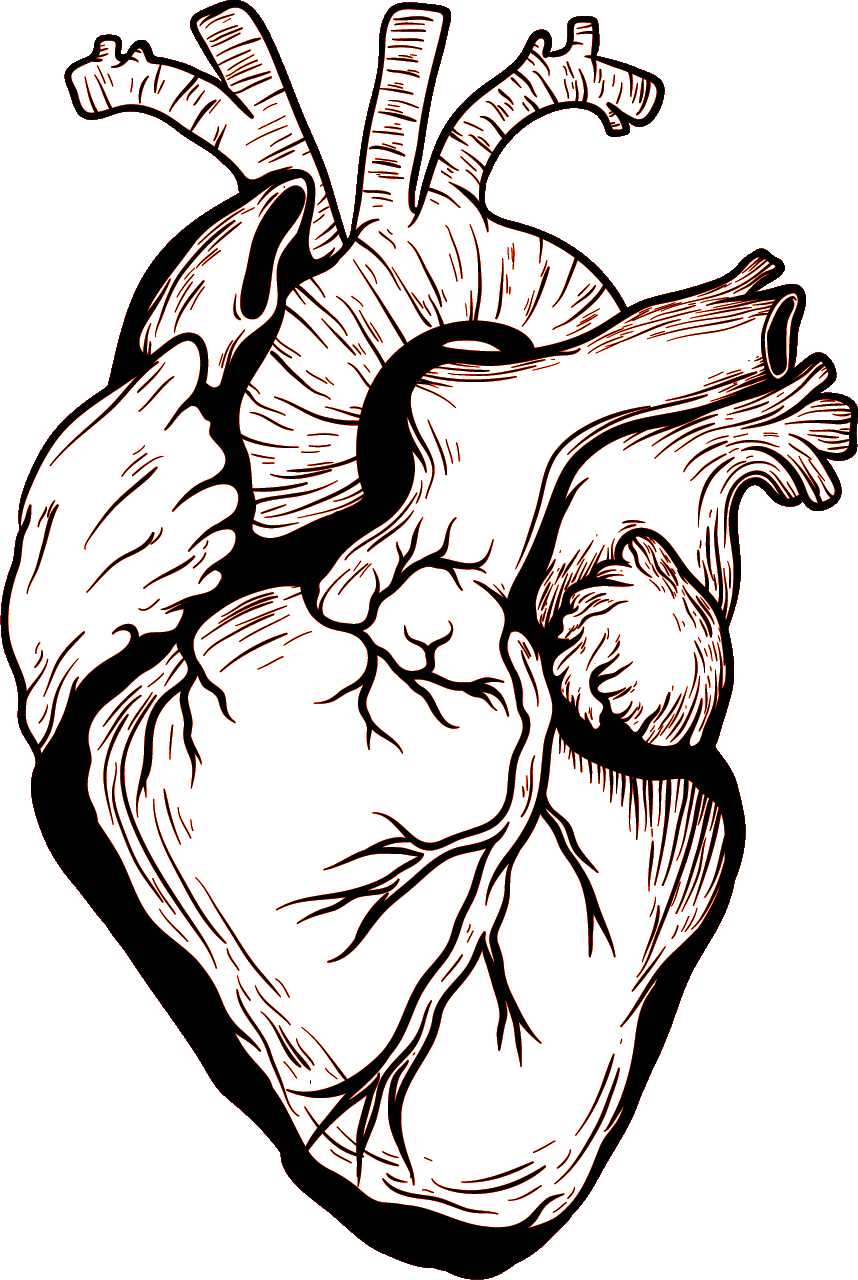 Imagem transparente do coração humano do coração do vetor