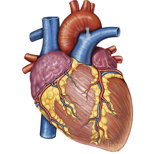 ناقلات قلب الإنسان صورة شفافة