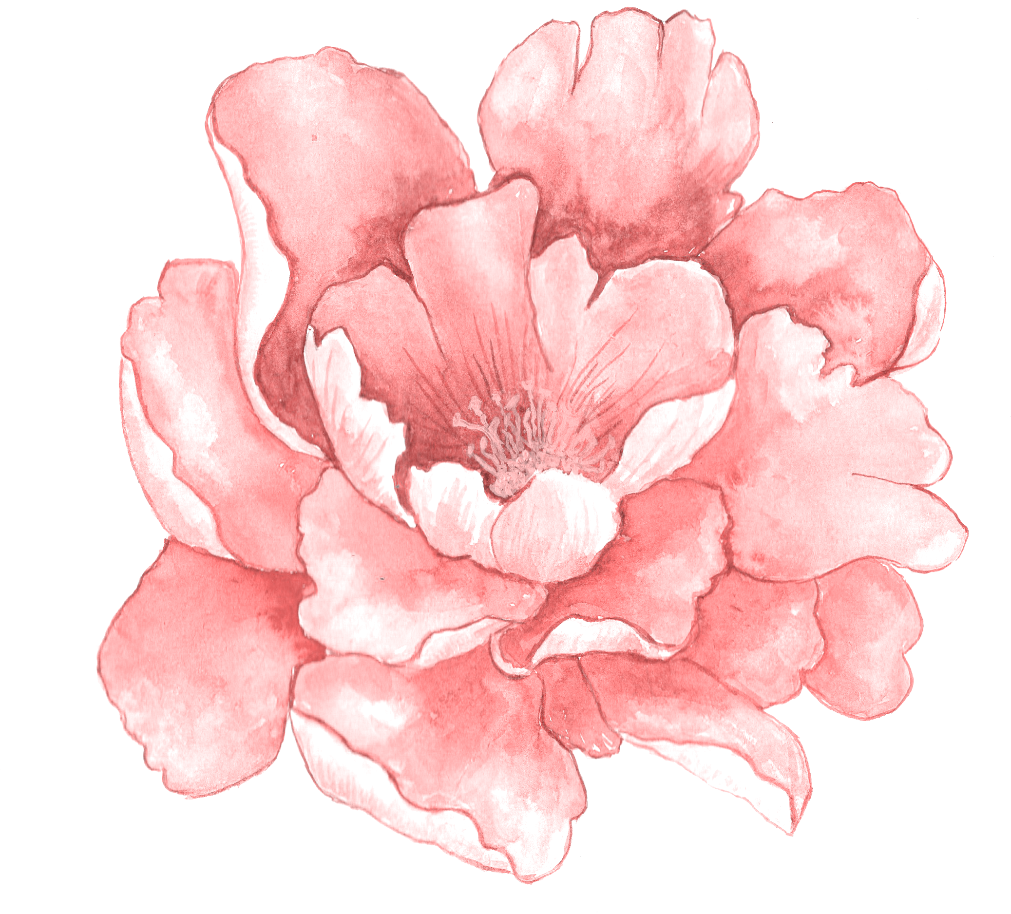 Fondo de la imagen PNG de la flor de la acuarela