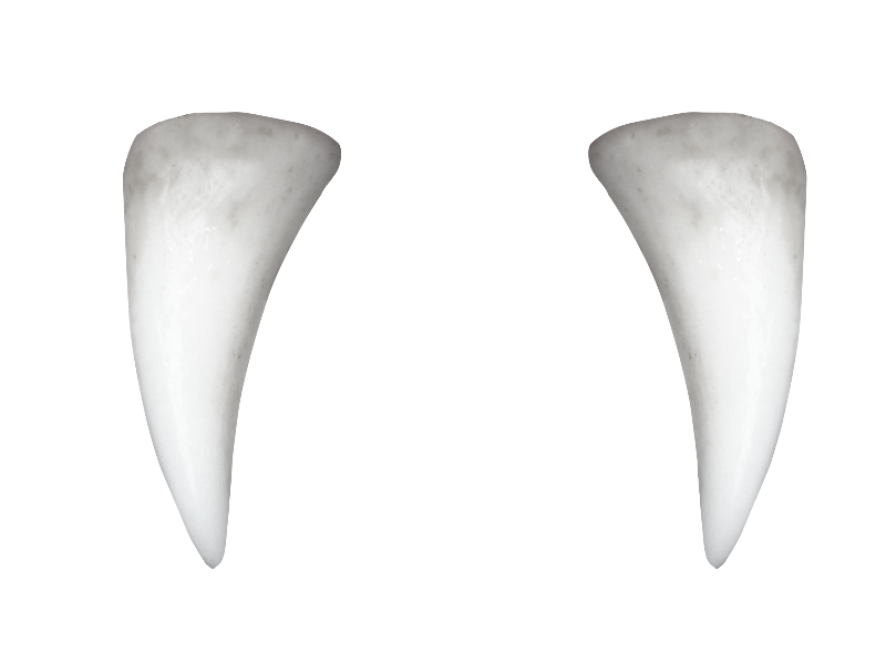 Клыки на белом фоне. Зуб на белом фоне. Рога зубов