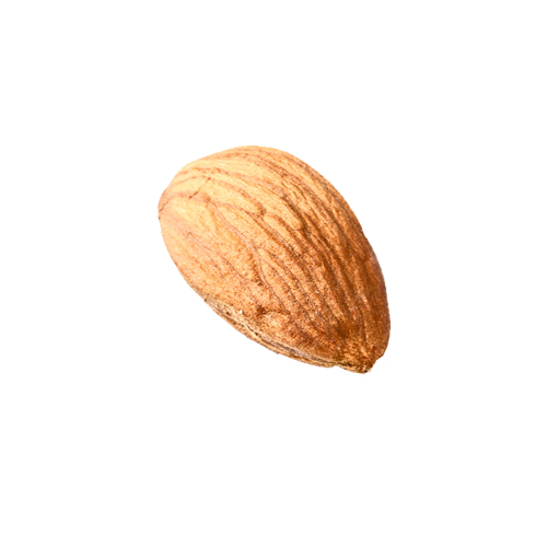 Gambar almond PNG berkualitas tinggi