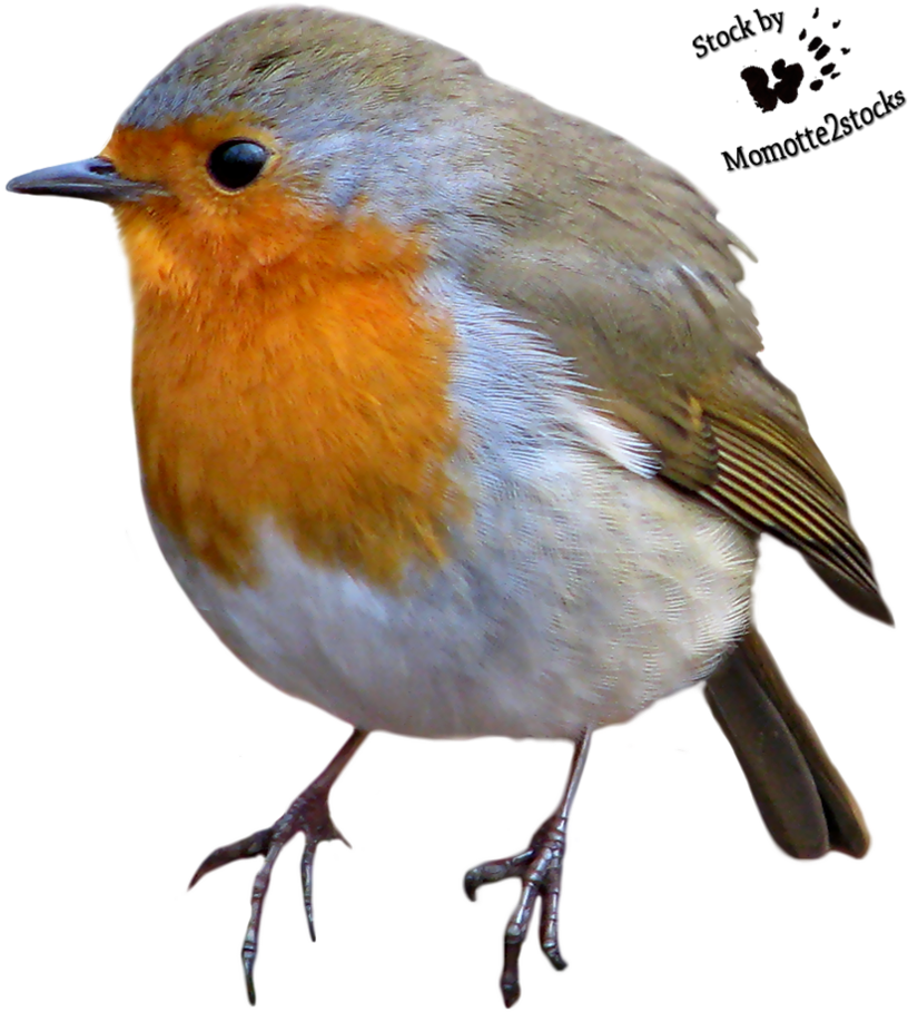 American Robin Bird PNG imagen de alta calidad