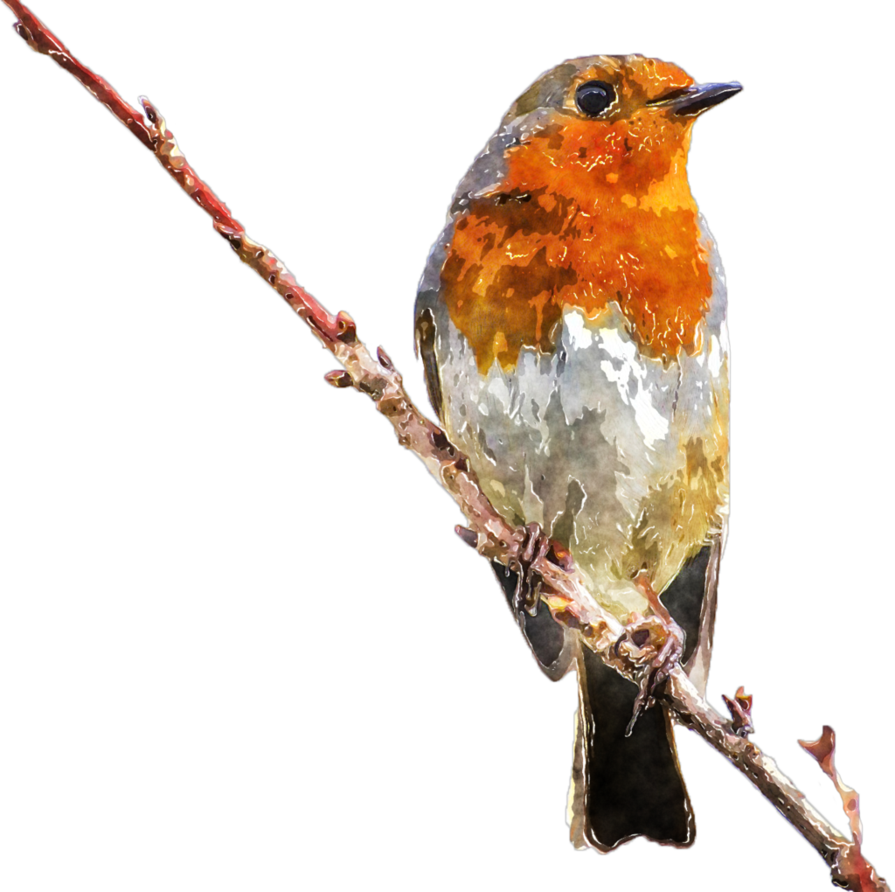 American Robin Bird PNG Image Background