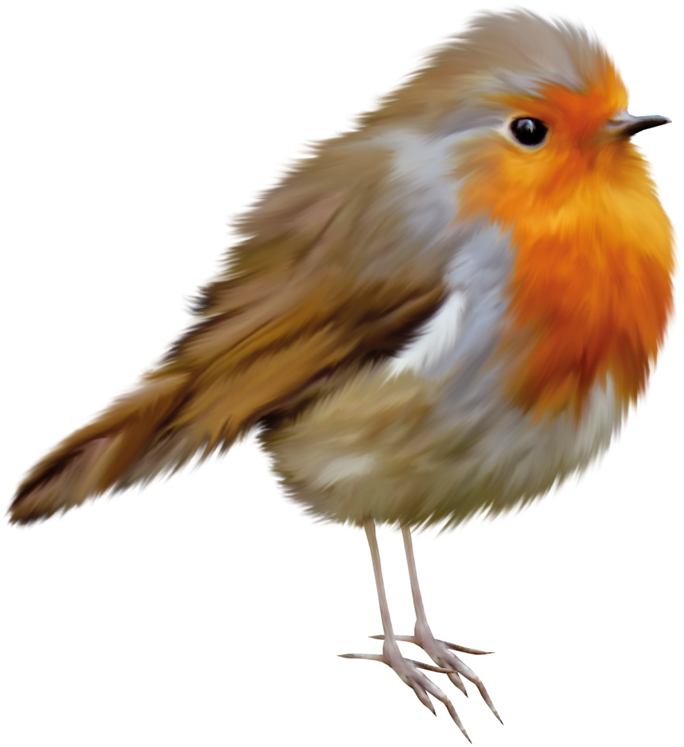 American Robin Bird PNG фото