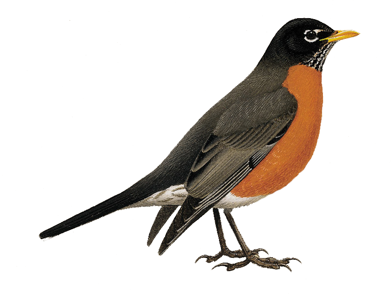 American Robin Bird PNG прозрачное изображение