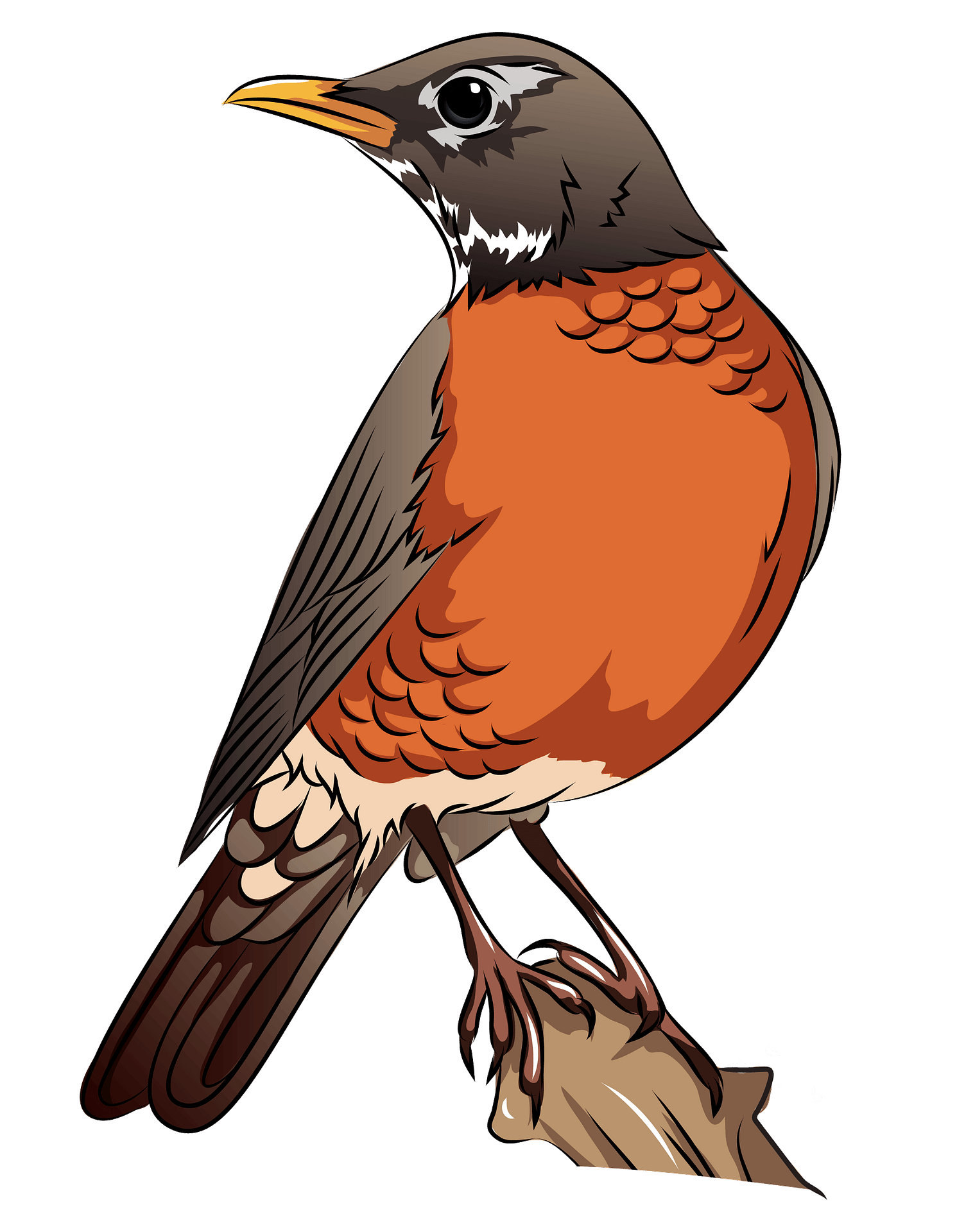 American Robin Free PNG Image