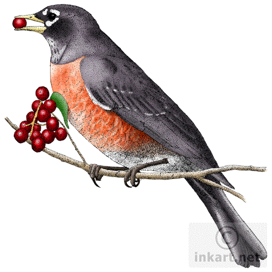 American Robin PNG High-Quality Image