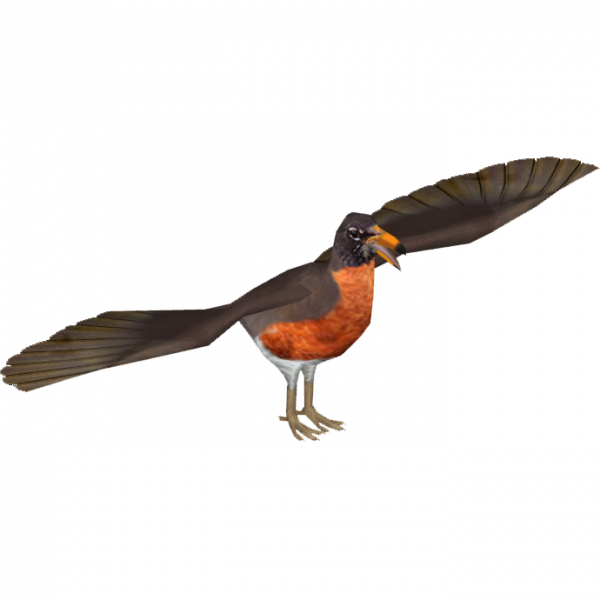 American Robin PNG Image Background