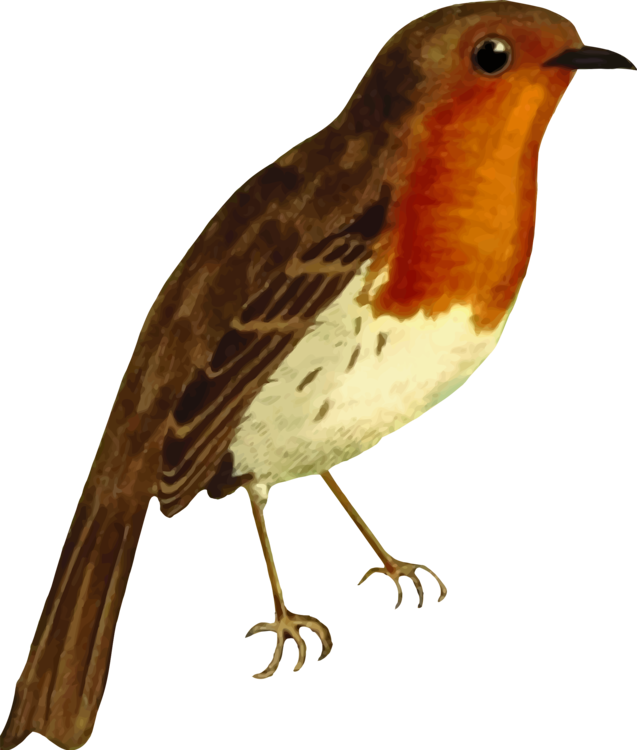 Gambar American Robin PNG