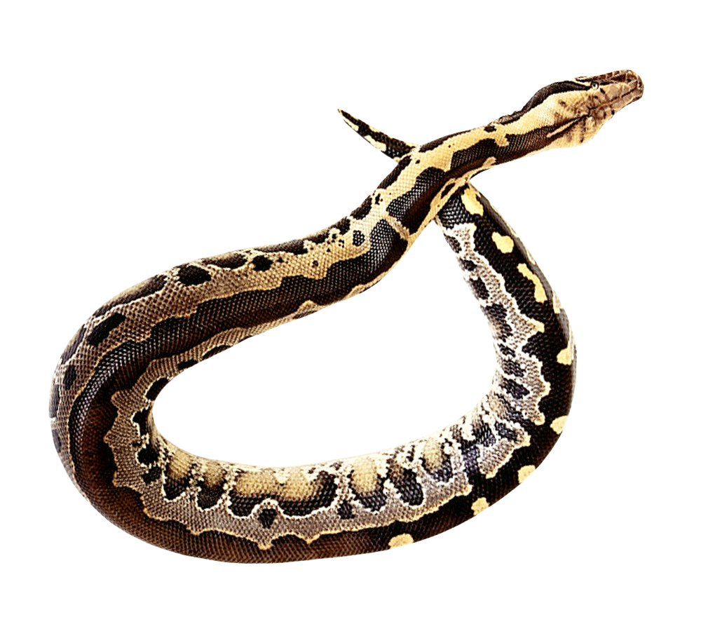 Gambar PNG Anaconda Gratis