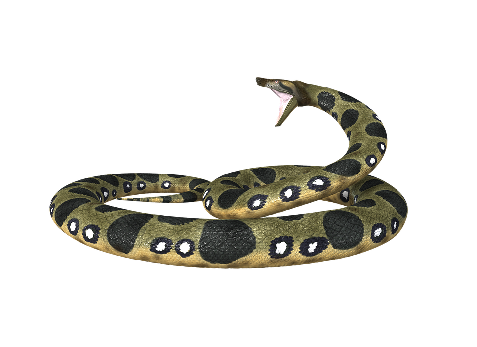 Anaconda PNG Unduh Gambar