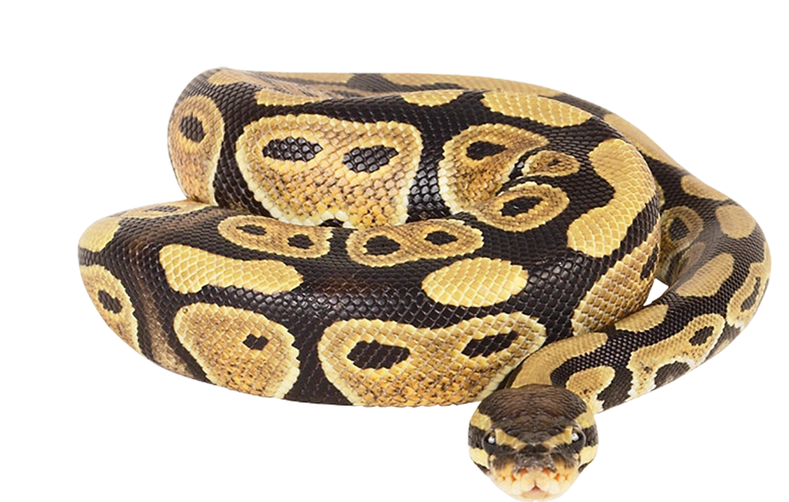 Gambar Anaconda PNG