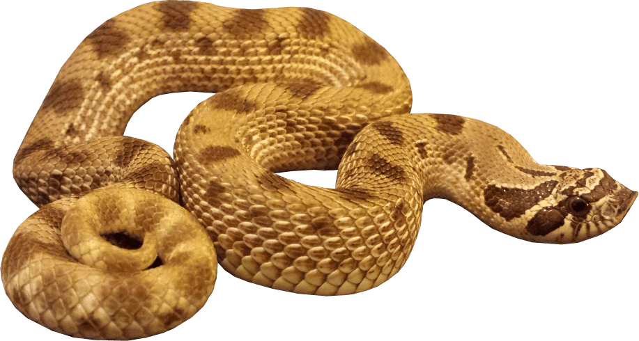 Anaconda PNG Foto