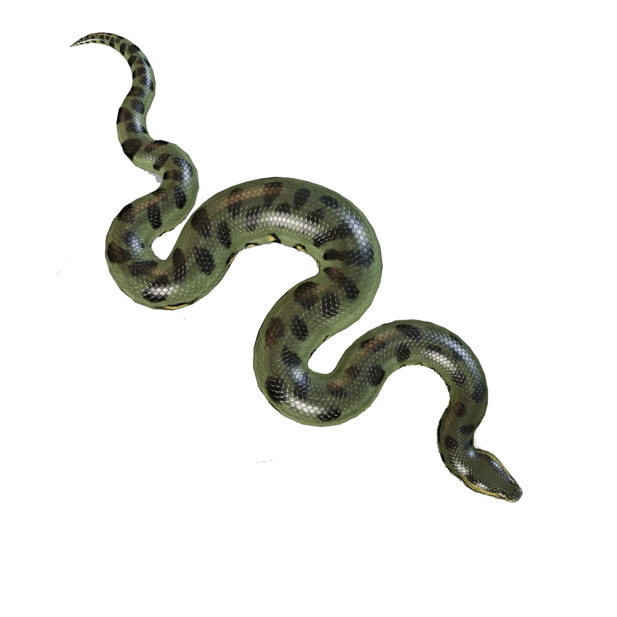 Anaconda PNG foto