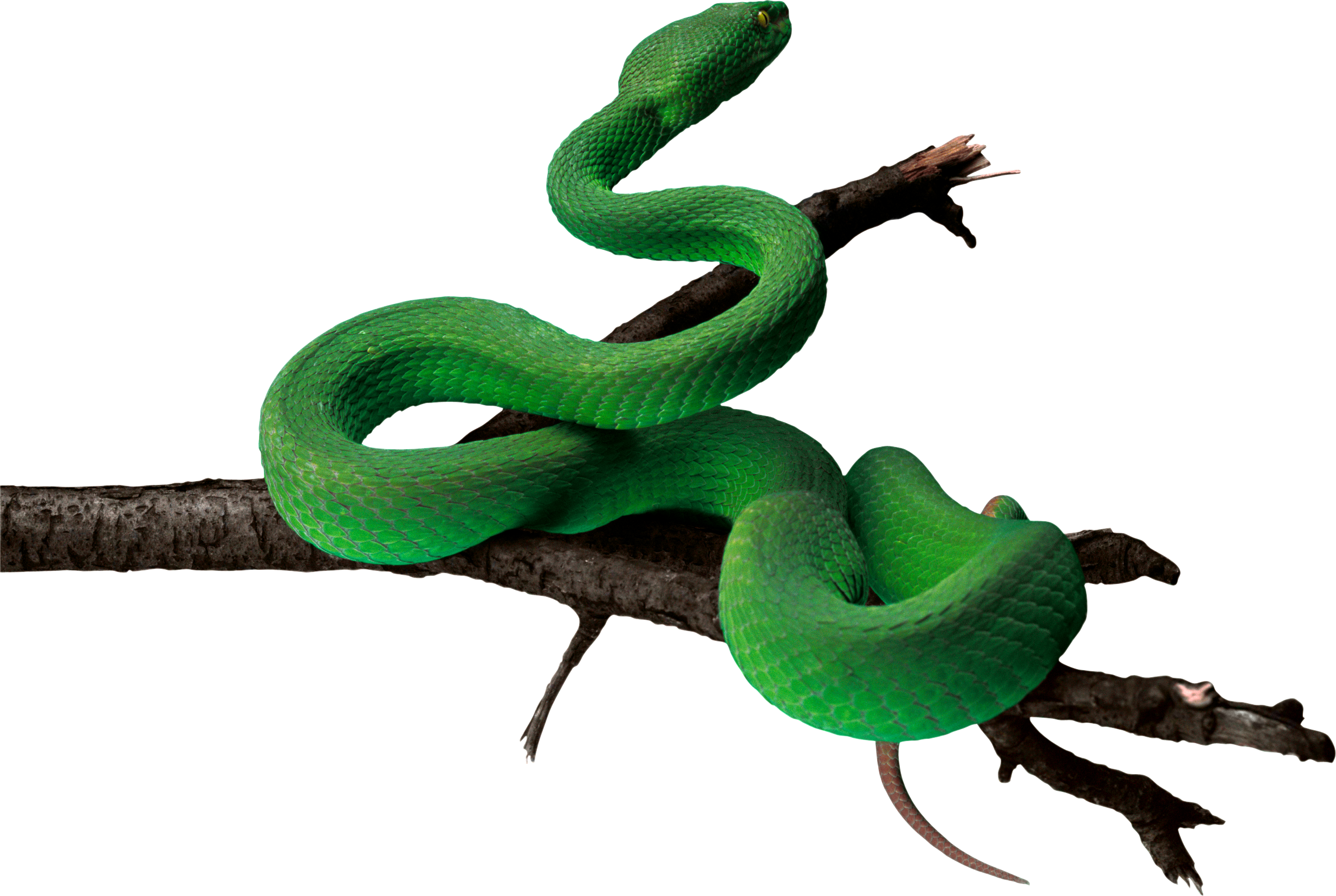 Anaconda Transparent Image