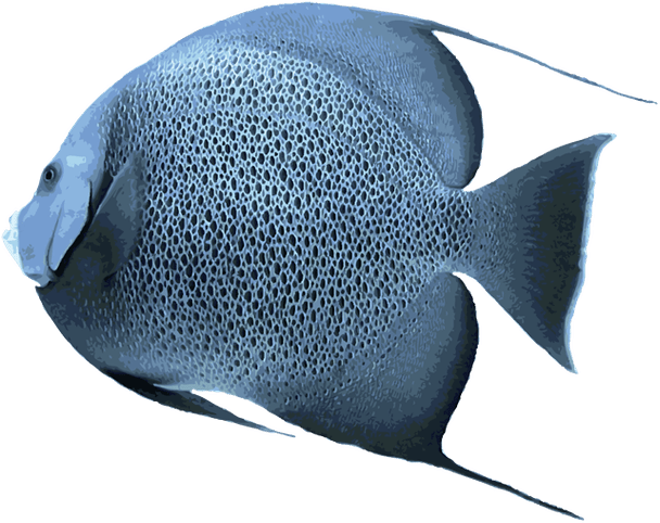 Angelfish PNG Afbeelding