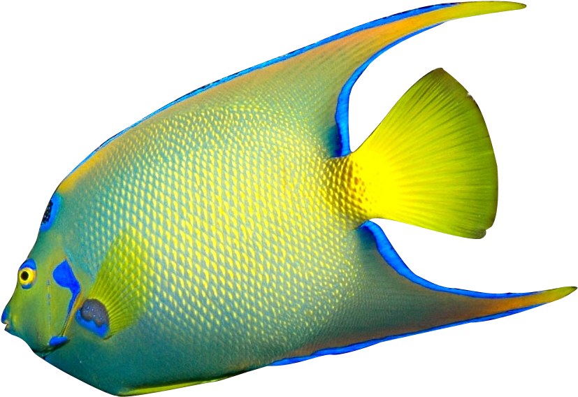 Angelfish PNG Transparent Image