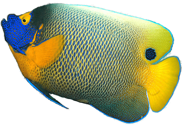 Aquatisch angelfish Gratis PNG-Afbeelding