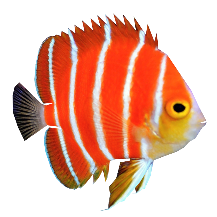 Aquatisch angelfish PNG Download Afbeelding