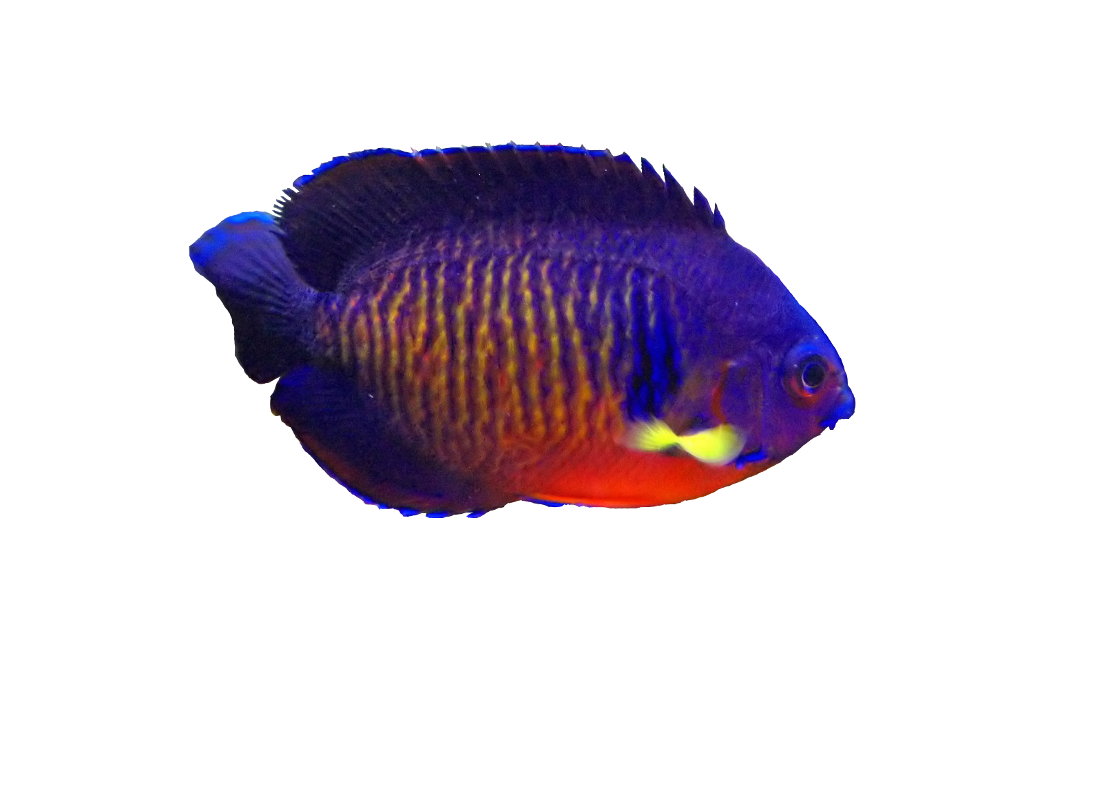 Aquatic Angelfish PNG High-Quality Image